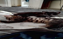 Mixed Breed cats for sale: 2 male kittens  - Image 2