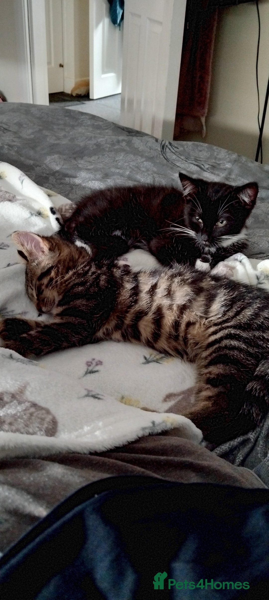 Mixed Breed cats for sale: 2 male kittens  - Image 2