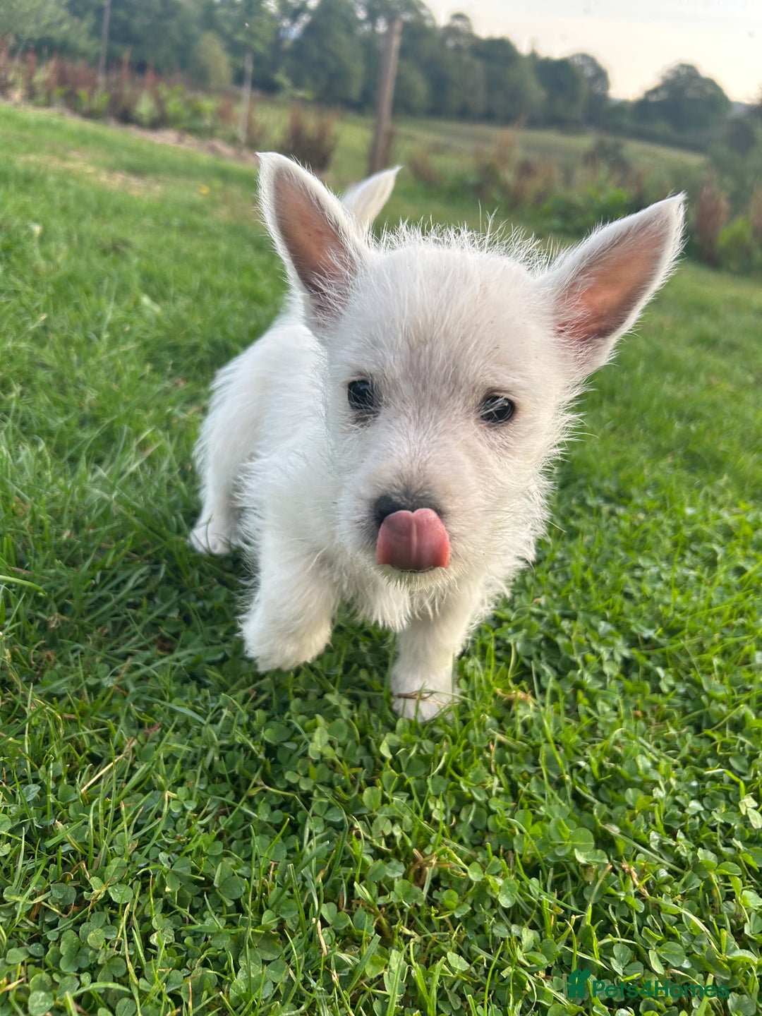 West Highland Terrier dogs for sale: West highland terrier puppies  - Image 12