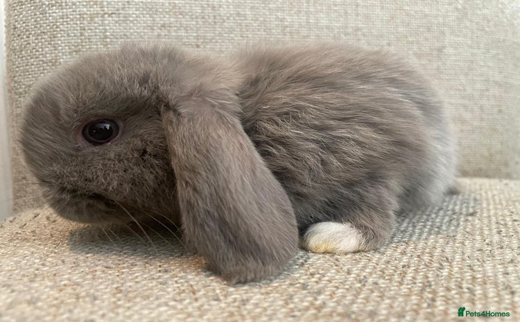 Mini Lop rabbits - Advert 12