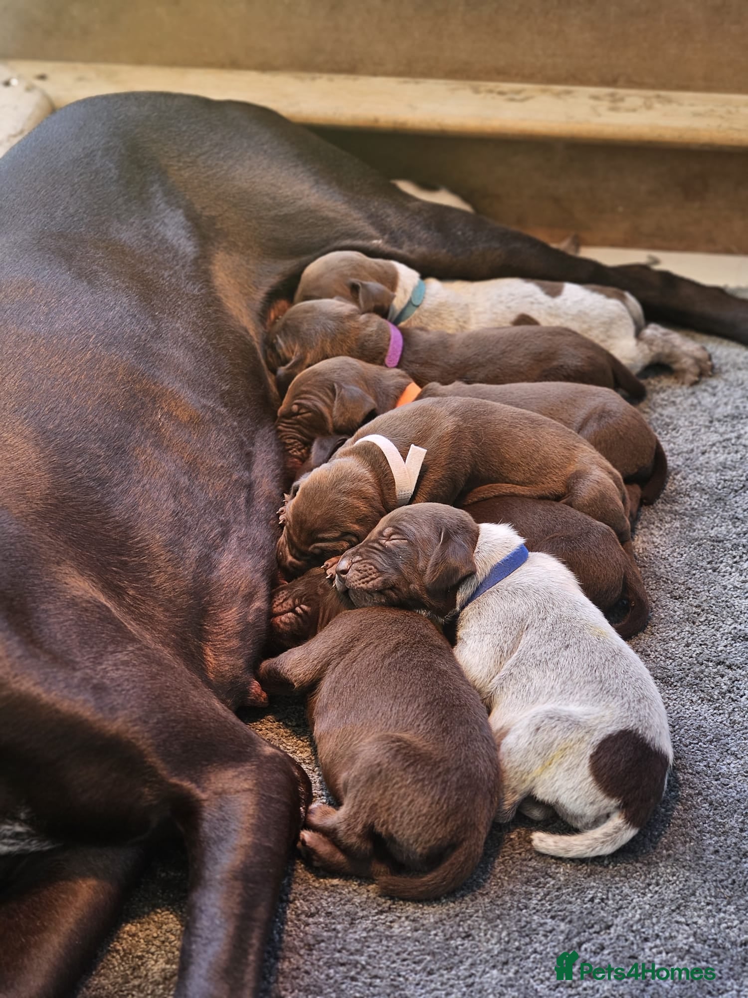 German Shorthaired Pointer dogs German Shorthaired Pointer Puppies  - Advert 2