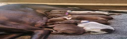 German Shorthaired Pointer dogs for sale: German Shorthaired Pointer Puppies  - Advert 7