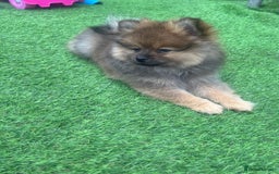 Pomeranian dogs for sale: Teddy bear Pomeranian puppy - Image 2