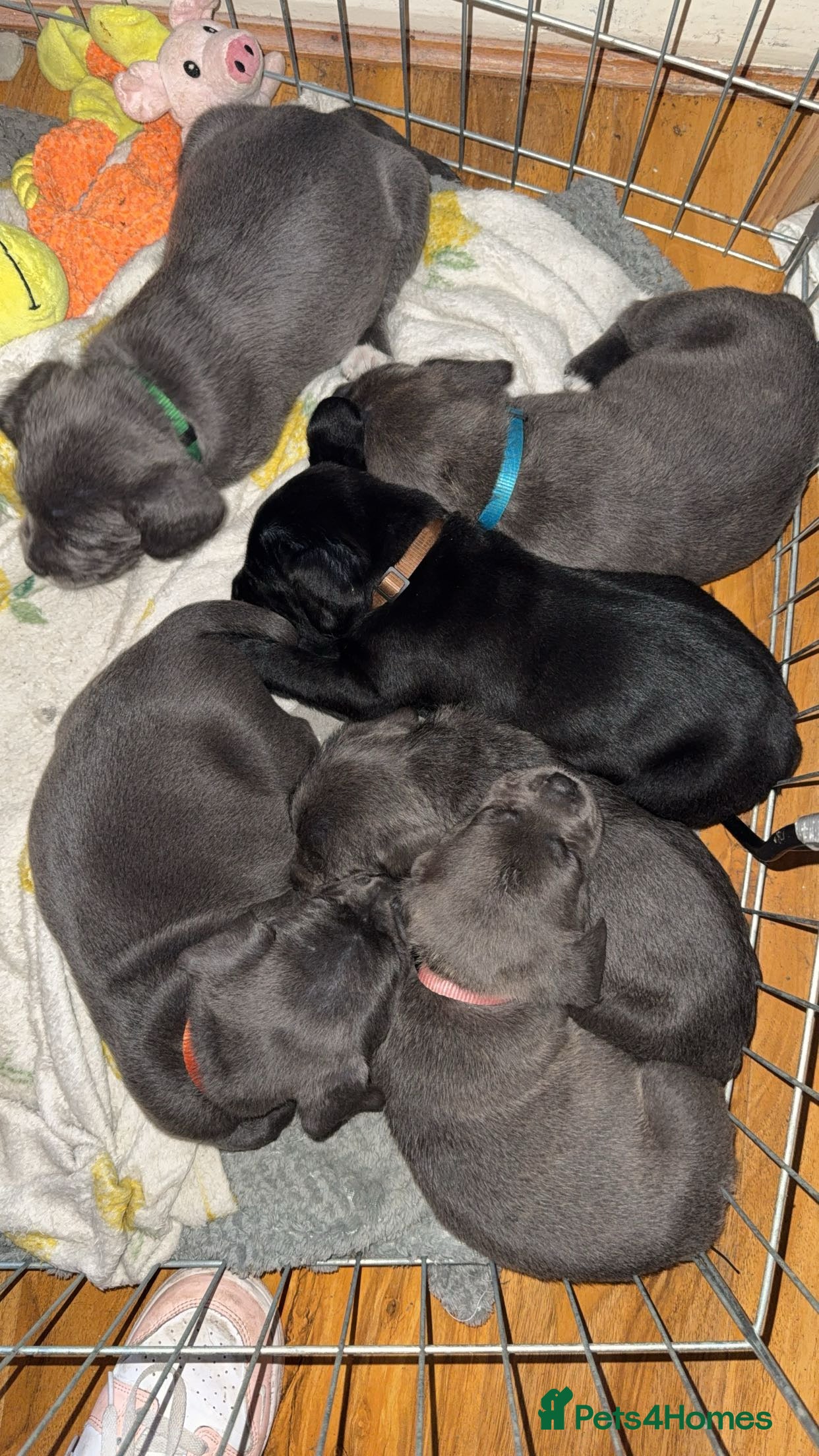 Mixed Breed dogs Cane corso X patterdale - Advert 1