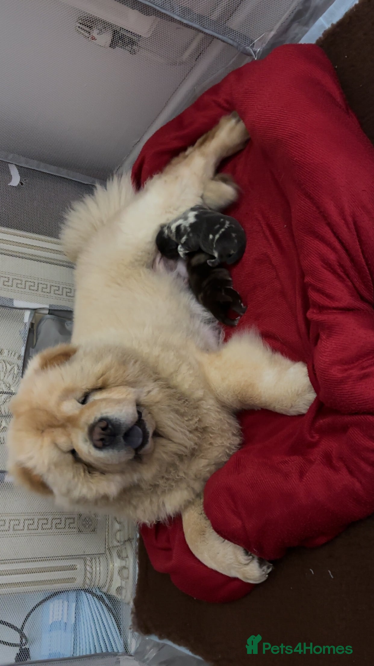 Chow Chow dogs Chow chow stunning ✌️💯 - Advert 9