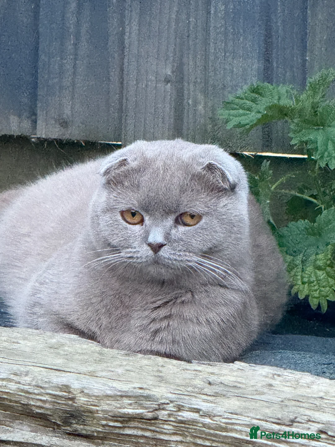 Scottish Fold cats for sale: Scottish fold x British blue kittens  in Faversham - Advert 1