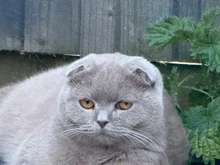 Scottish Fold cats Scottish fold x British blue kittens - Advert 16