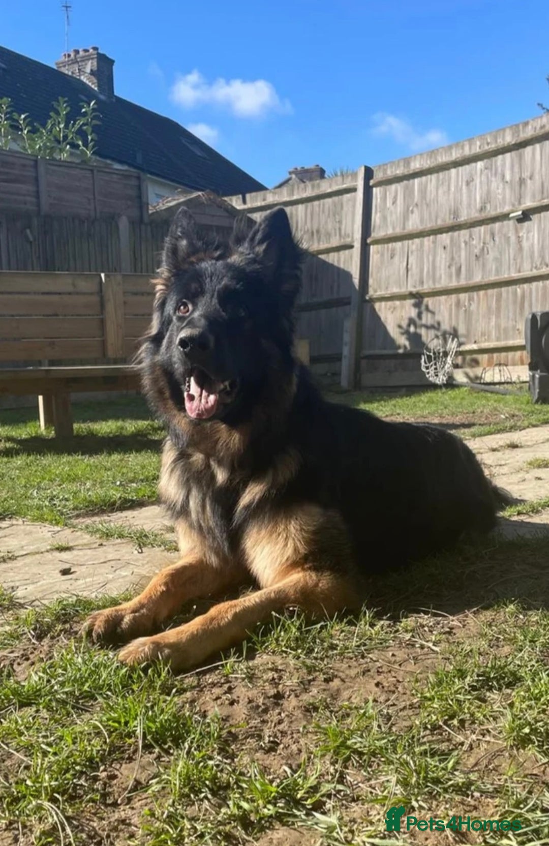 German Shepherd dogs for sale: KC GSD long coat.  Fantastic bloodlines.  - Advert 30