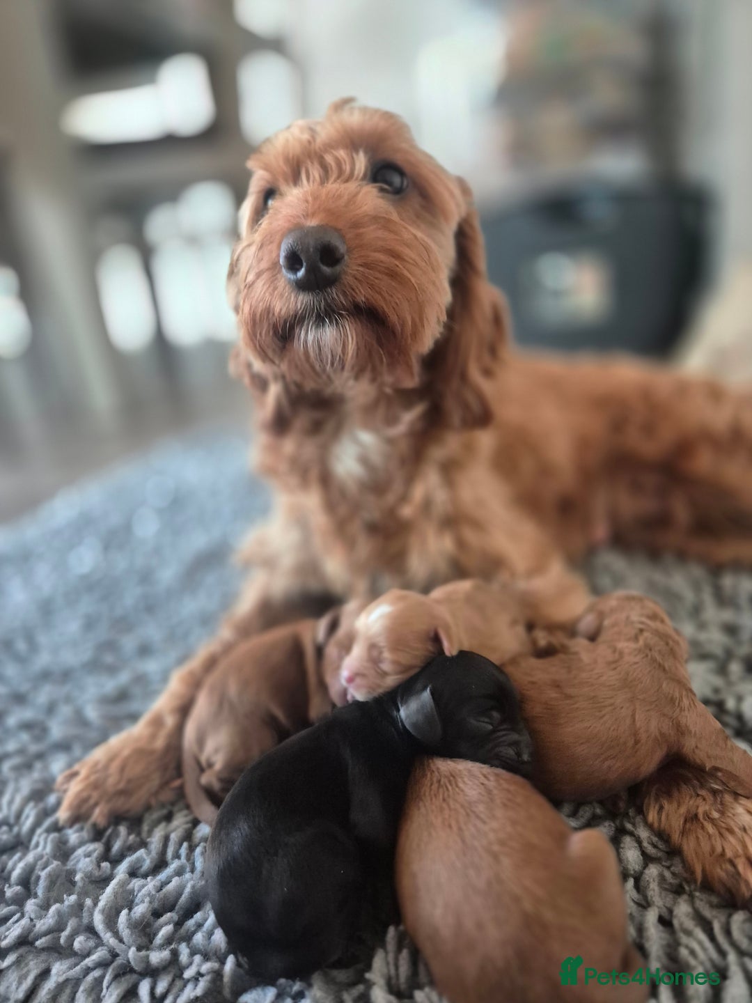Cockapoo dogs for sale: Cockapoo pups for sale - Image 9