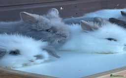 Lionhead rabbits for sale: Extra Special Lionhead Bunnies  - Image 6