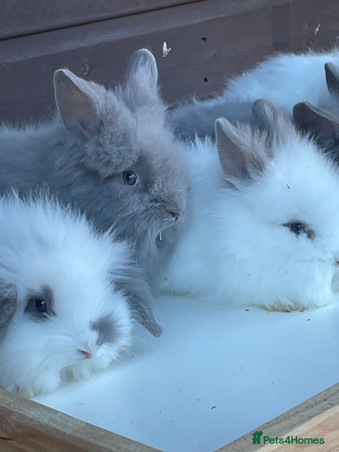 Lionhead rabbits for sale: Extra Special Lionhead Bunnies  - Image 6
