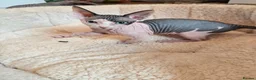 Sphynx cats for sale: Blue eyes Sphynx kitten TICA & GCCF show cats  - Advert 32