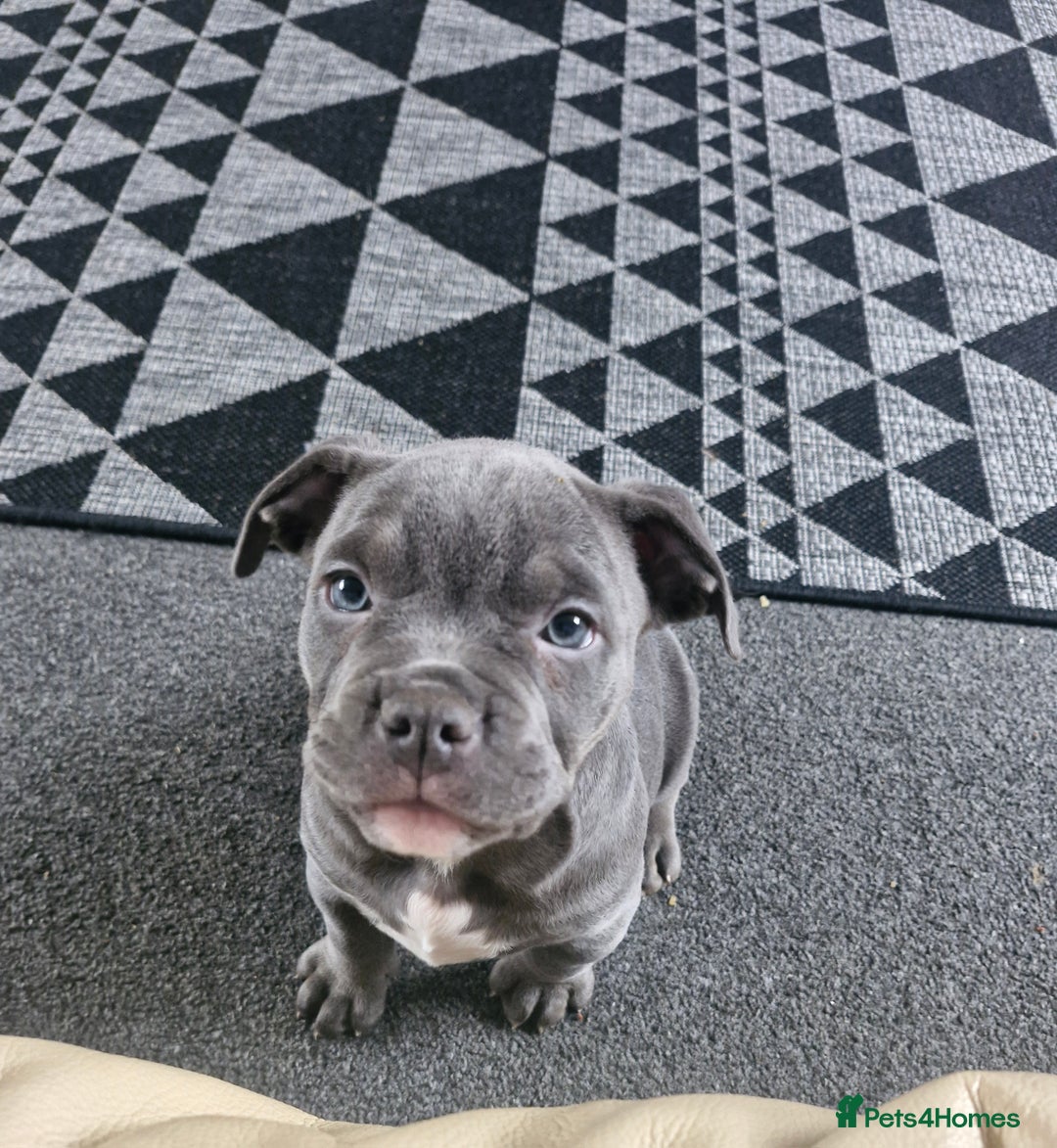 American Bully dogs for sale: Blue female pocket bully  - Advert 4
