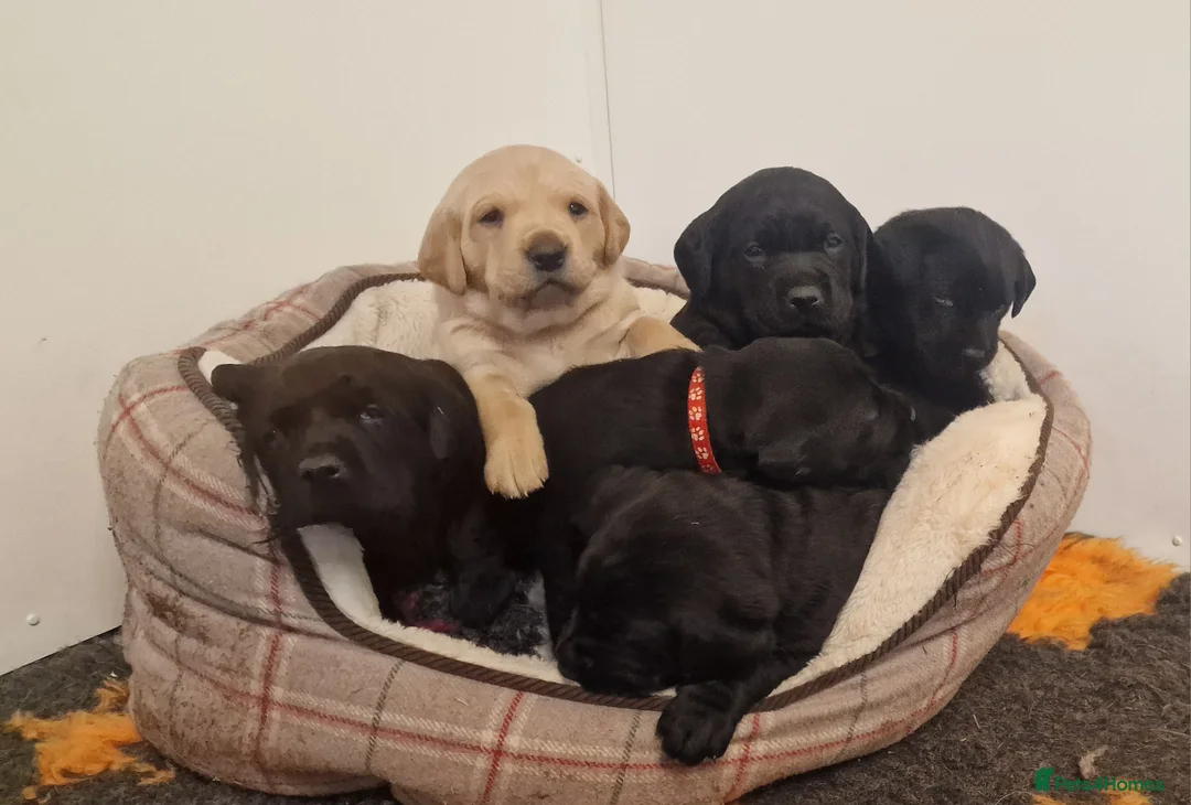 Labrador Retriever dogs for sale: Stunning KC Labrador Pups, Health tested parents  - Advert 2