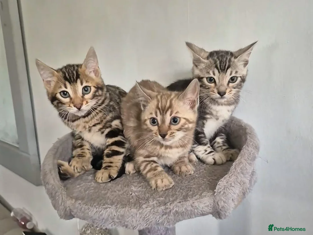 Bengal cats for sale: Pure TICA Bengals Available Now 🤍 - Advert 1