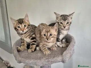 Bengal cats Pure TICA Bengals Available Now 🤍 - Advert 3