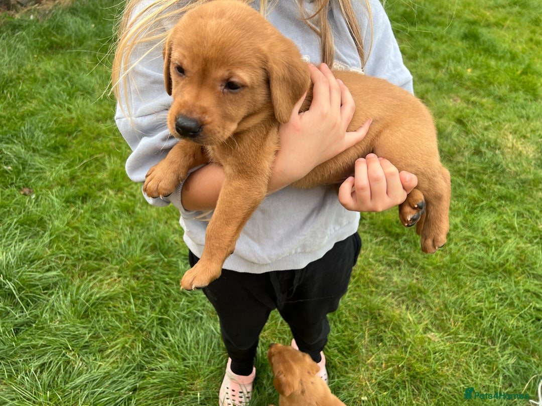 Labrador Retriever dogs for sale: Beautiful fox red Labrador pups 🐶  - Image 2