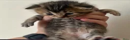 Mixed Breed cats for sale: 3 beautiful kittens in Bristol - Advert 12