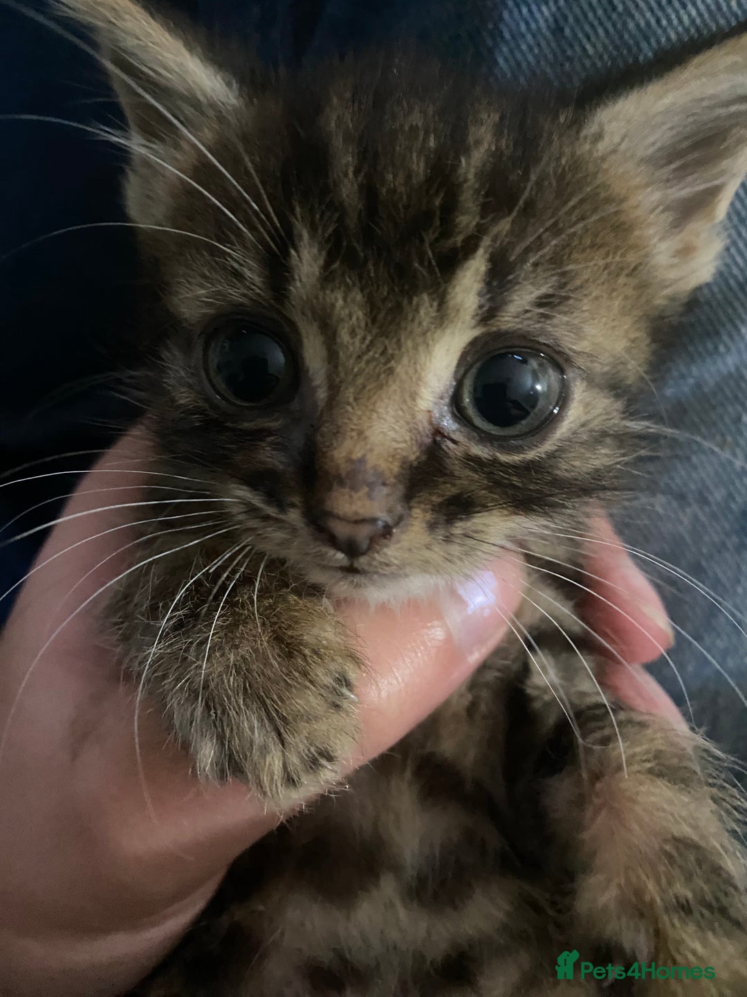 Mixed Breed cats for sale: 🌟 Agnes – A Tiny Girl With the Biggest Soul 🌟 - Advert 7