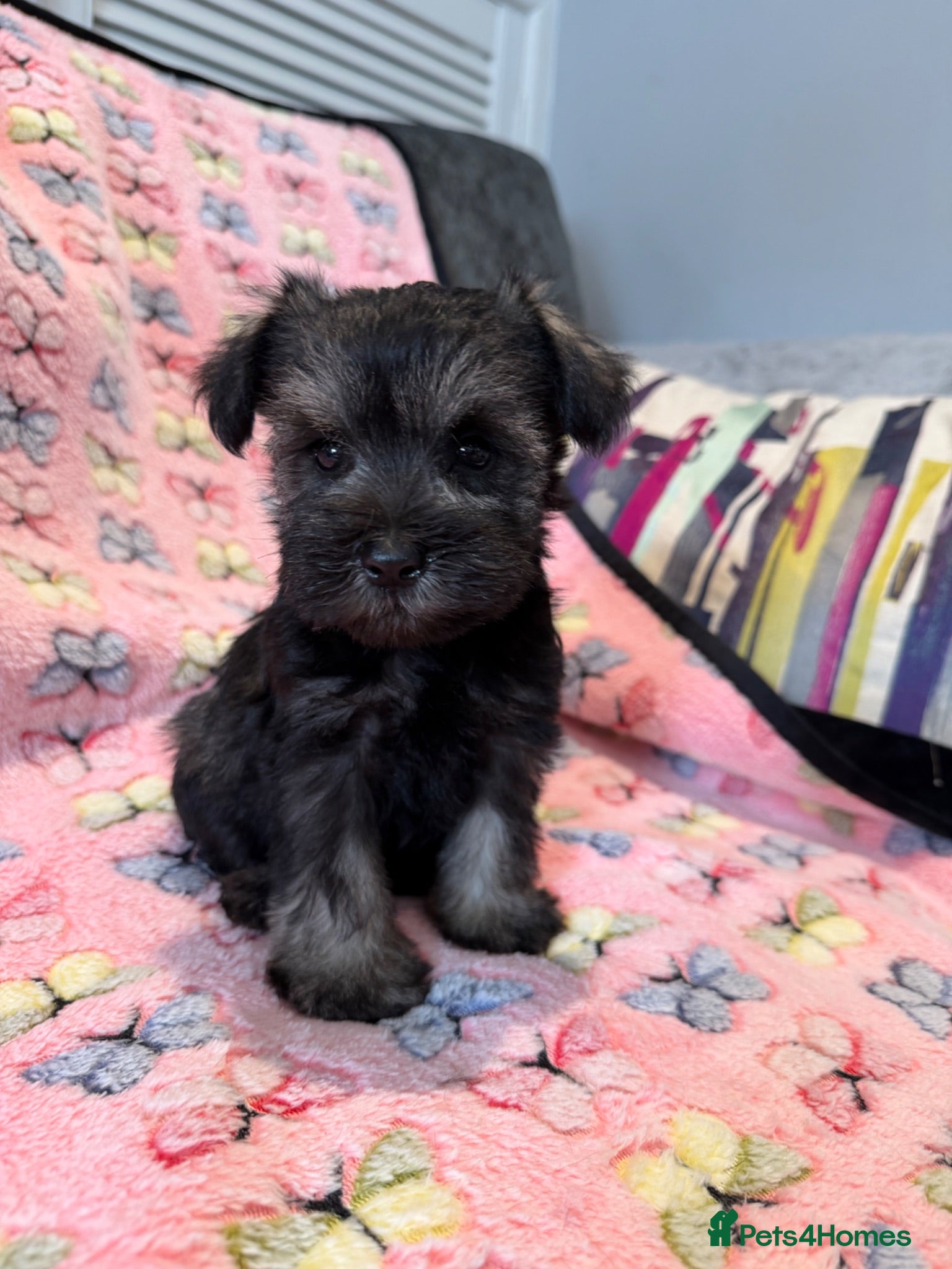 Miniature Schnauzer dogs 1 Beautiful kc Reg mini schnauzers girl left. - Advert 1