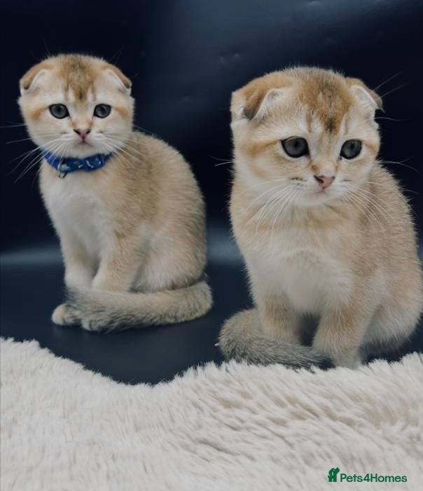 Scottish Fold cats TICA Registered Scottish Fold Kittens - Advert 4