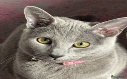Russian Blue cats for sale: Female Russian blue (Tica registered) in Birmingham - Image 2
