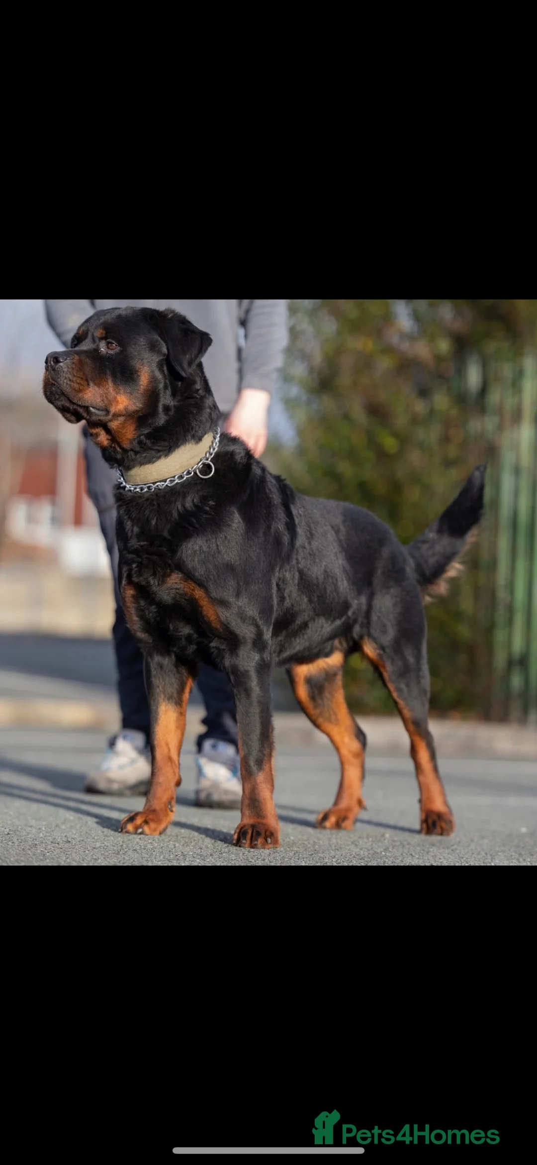 Rottweiler dogs for sale: Beautiful Rottweiler to be rehomed! - Advert 1