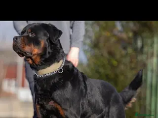 Rottweiler dogs Beautiful Rottweiler to be rehomed! - Advert 1