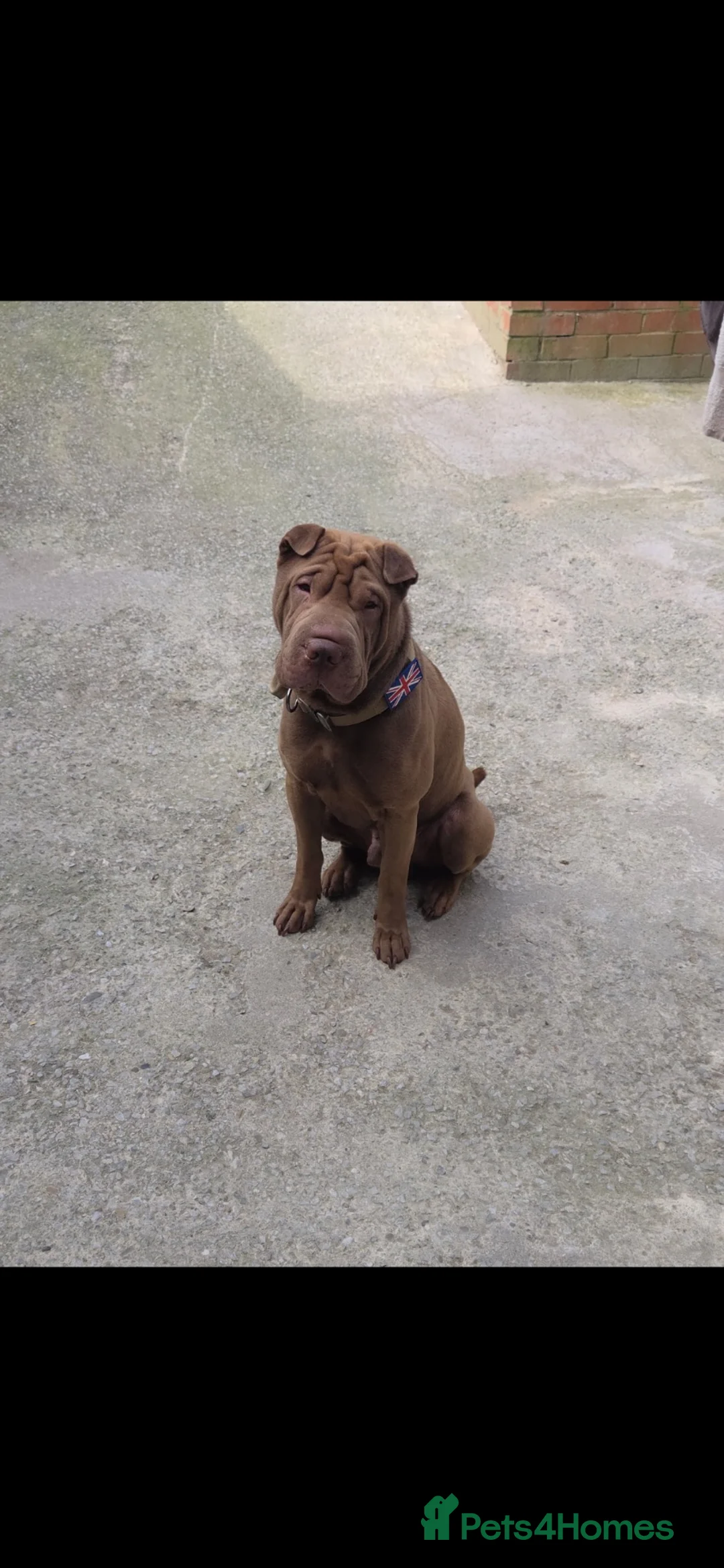 Shar Pei dogs for sale: Sharpei male - 4 years  - Advert 2