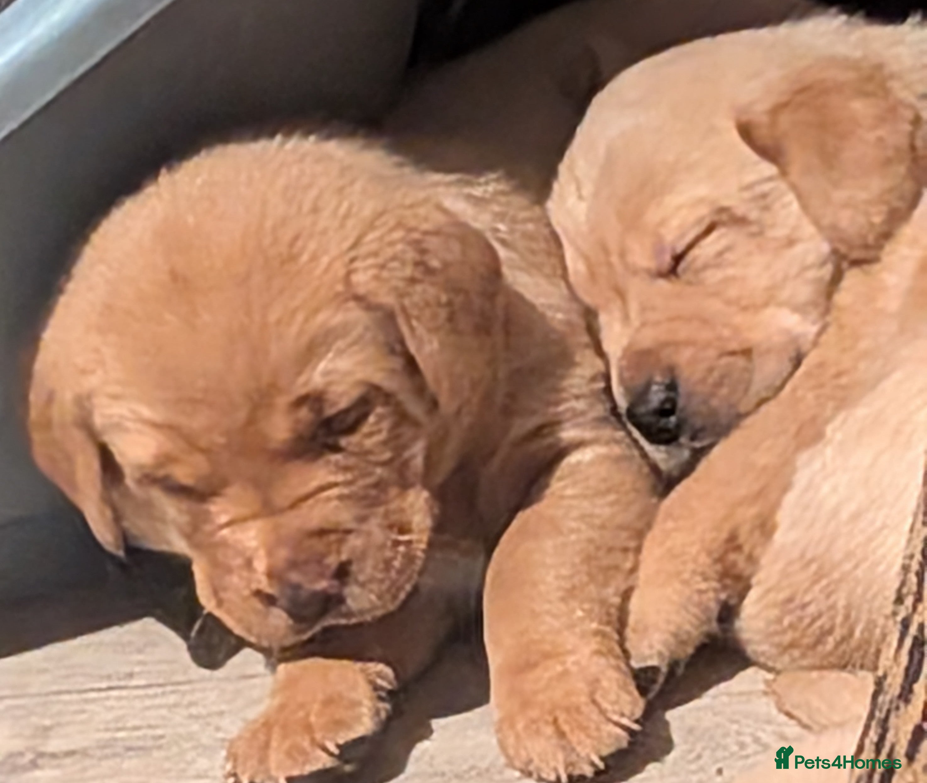 Labrador Retriever dogs KC Dark Red,Black,Yellow Labrador FTCH in lineage - Advert 9