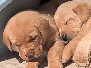 Labrador Retriever dogs KC Dark Red,Black,Yellow Labrador FTCH in lineage - Advert 9