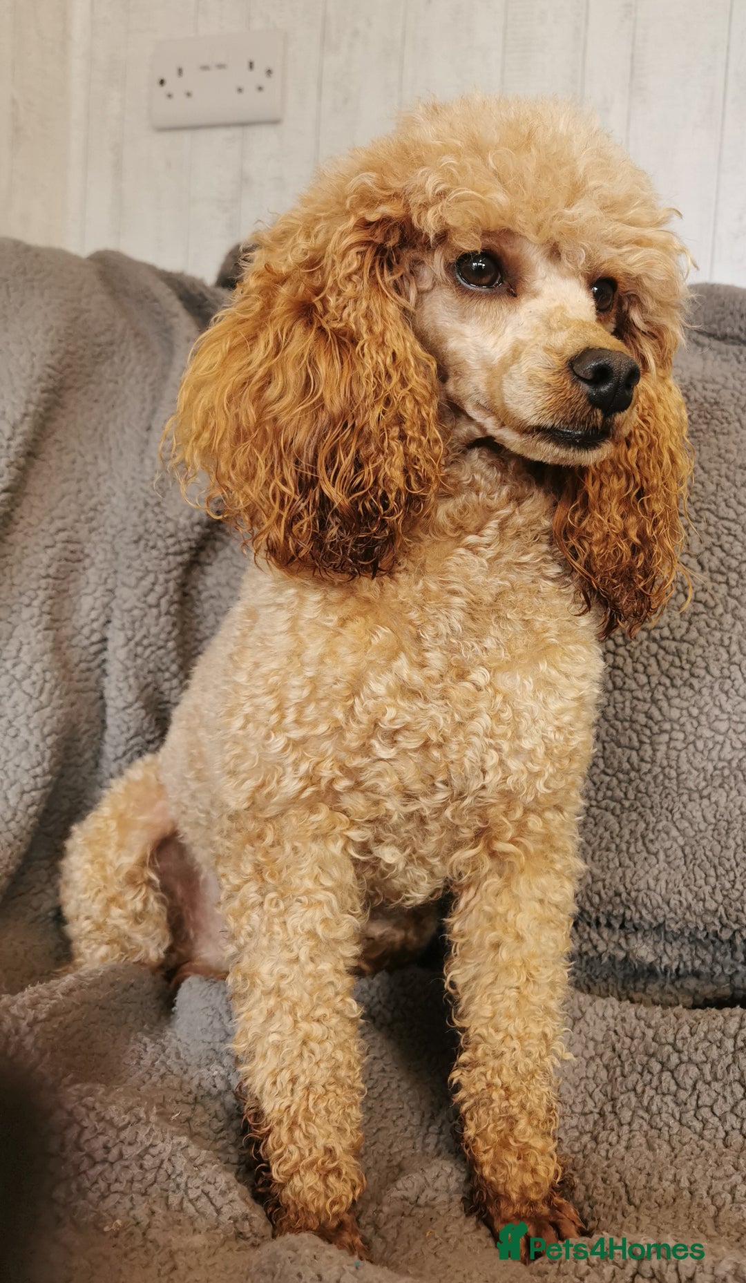 Toy Poodle dogs for sale: Outstanding quality KC Reg Toy poodle puppies  - Image 12