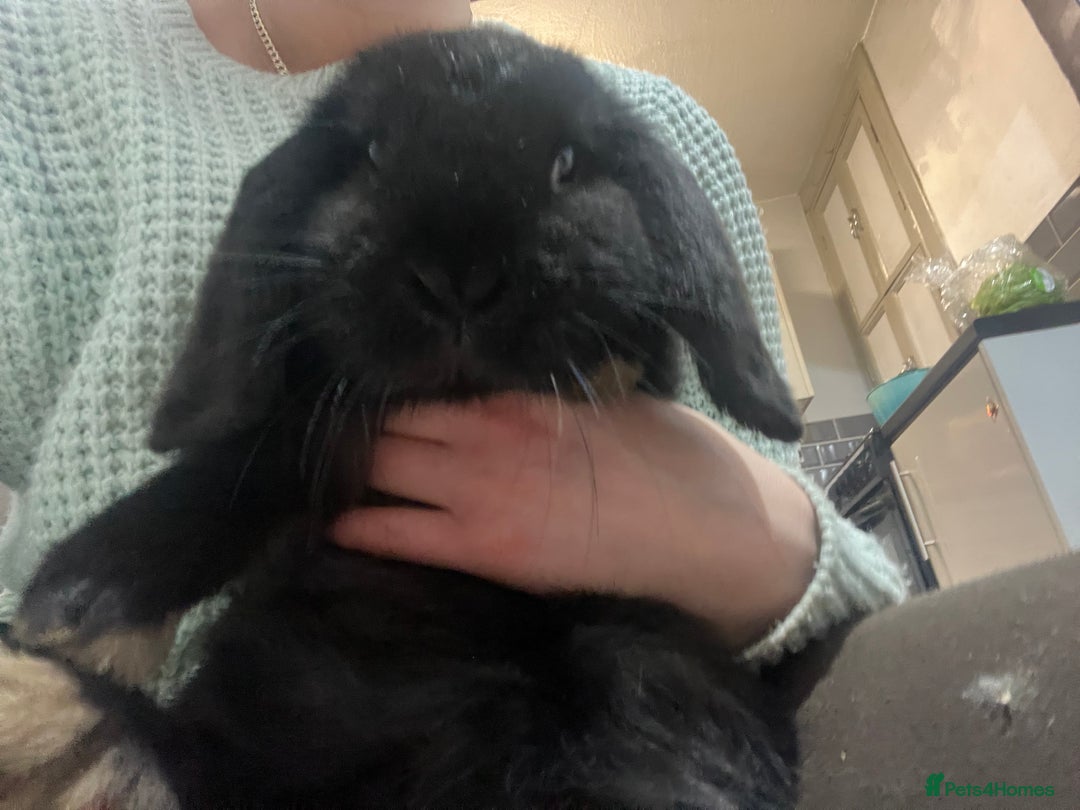 French Lop rabbits for sale: bunny - Advert 5