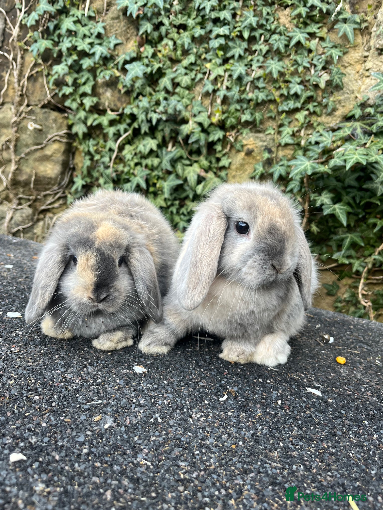 Mini Lop rabbits Gorgeous mini lops ready now  - Advert 13