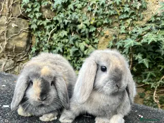 Mini Lop rabbits Gorgeous mini lops ready now - Advert 13