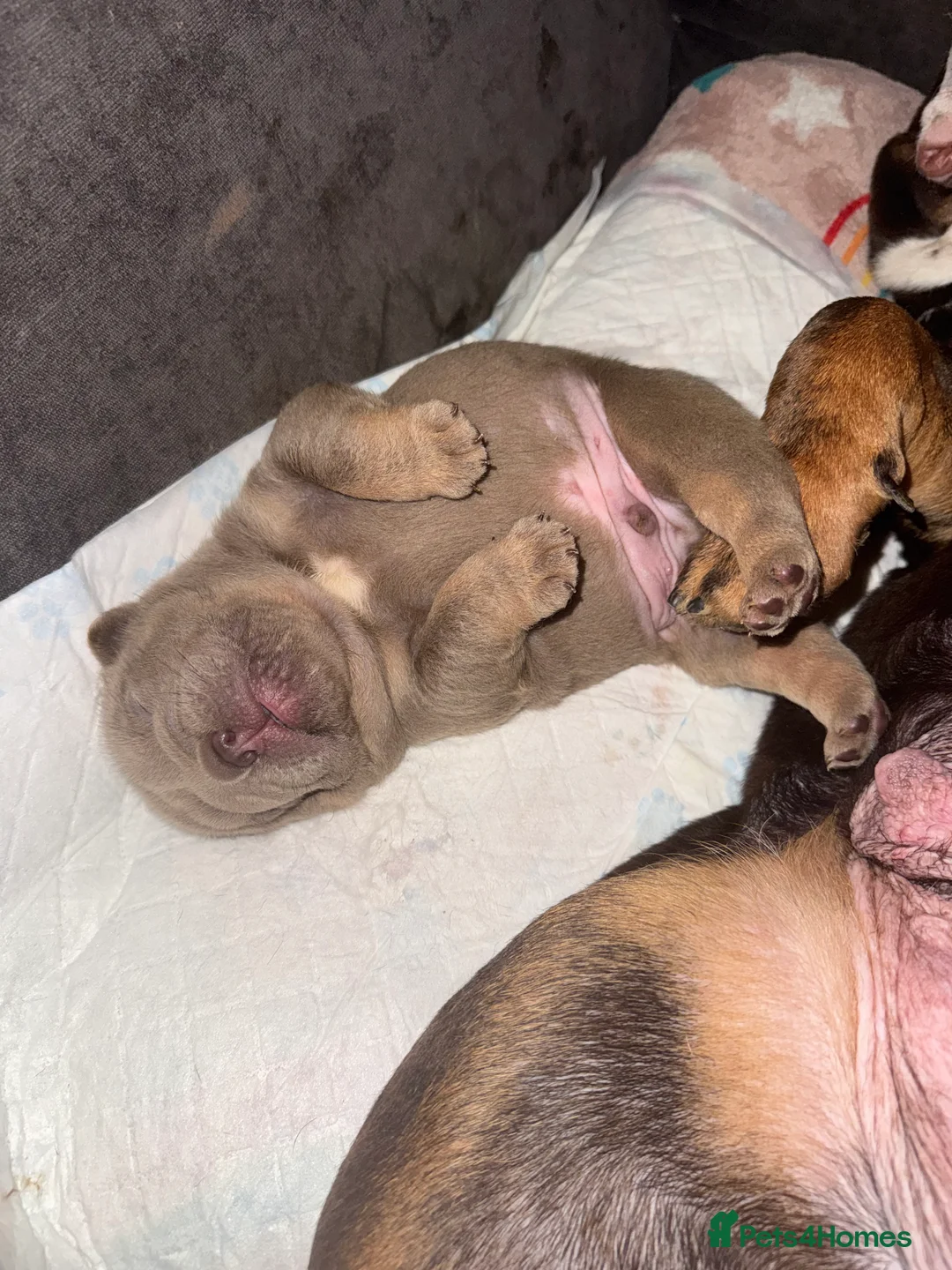 English Bulldog dogs for sale: Bettie X Sorento son of 007 ! - Advert 2