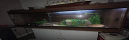 Python Snake reptiles for sale: Phython and Set up - Advert 2