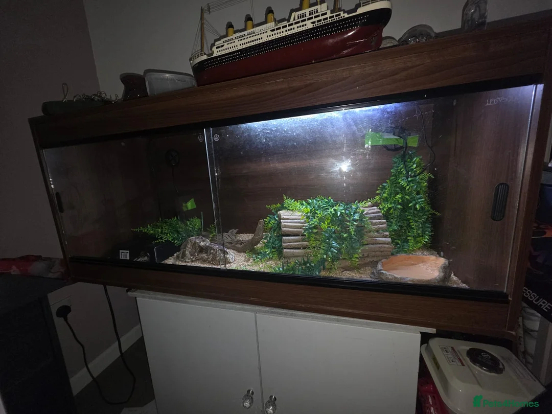 Python Snake reptiles for sale: Phython and Set up - Advert 2