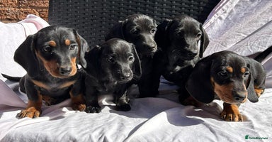 Miniature Dachshund dogs - Advert 8