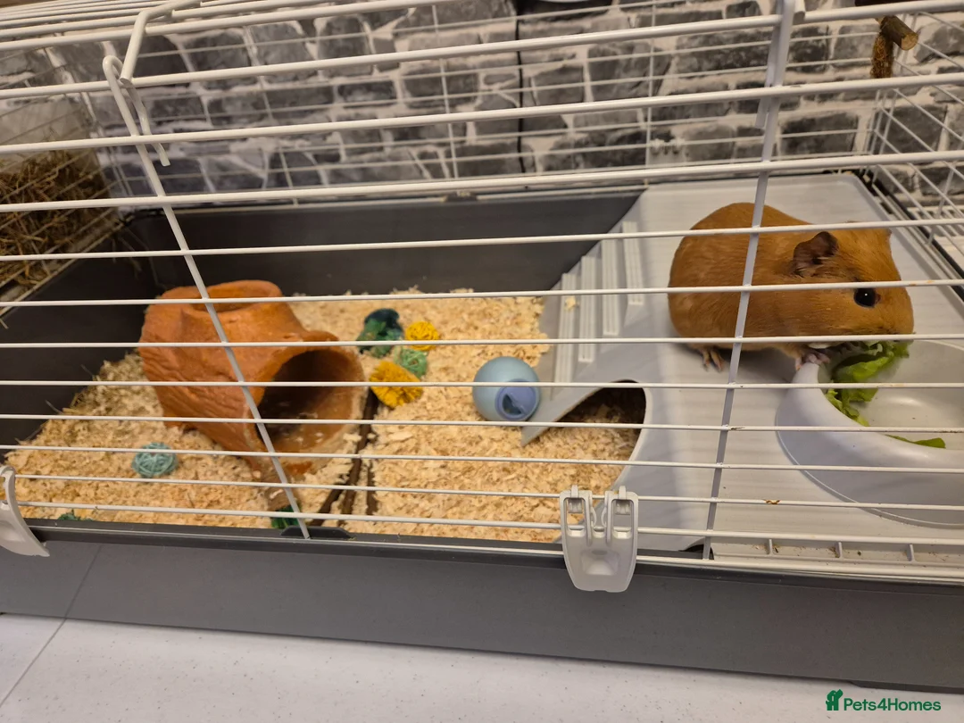 Guinea Pig rodents for sale: Female guinea pig  - Advert 2