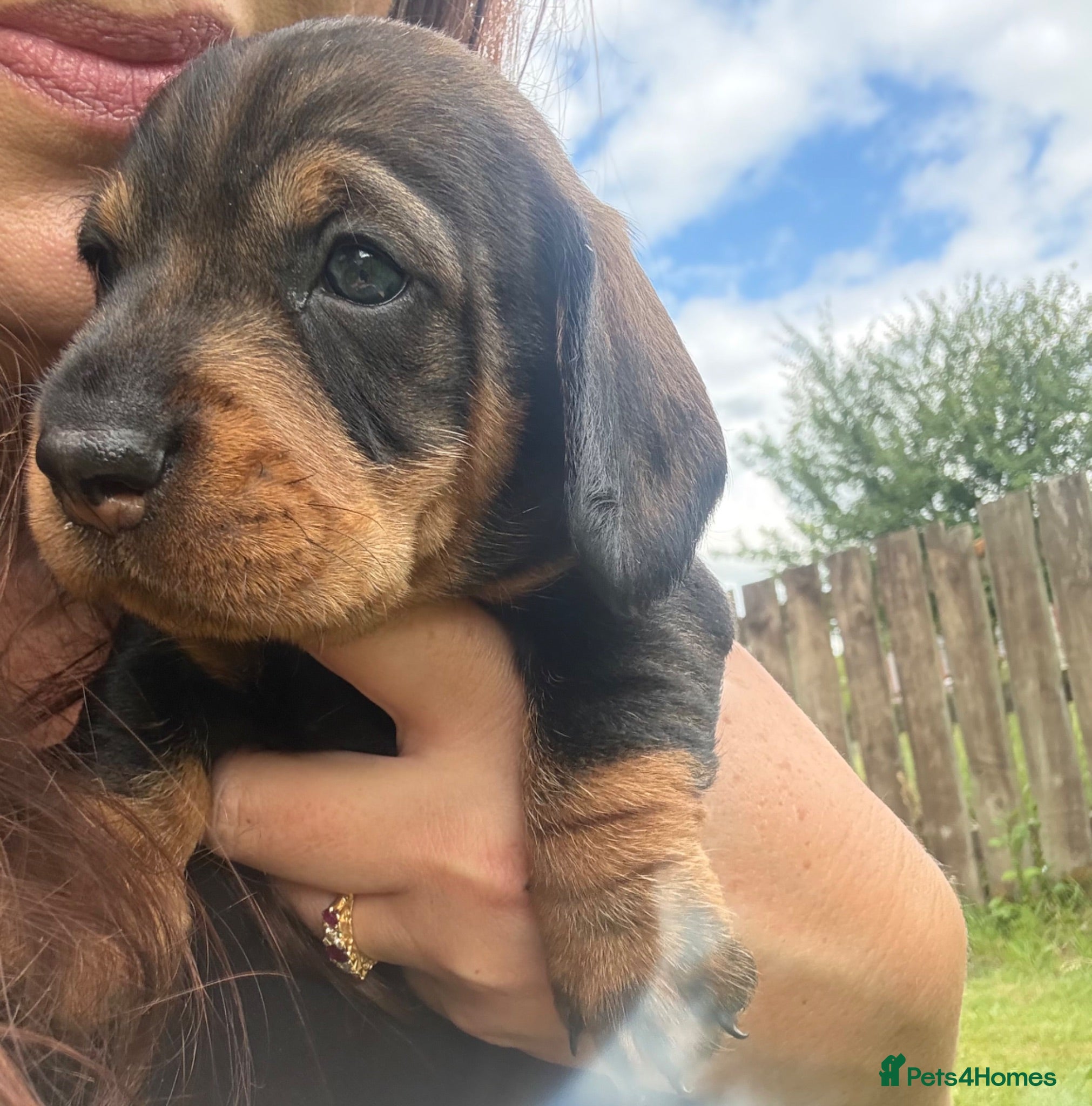 Dachshund dogs KC Registered wirehaired dachshund teckel puppies - Advert 1