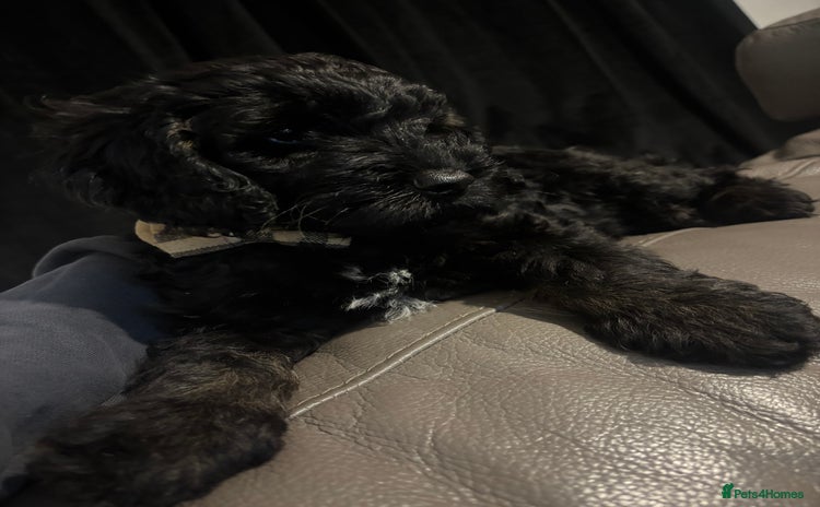 Cockapoo dogs - Advert 10