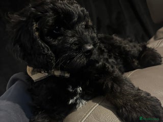 Cockapoo dogs - Advert 36