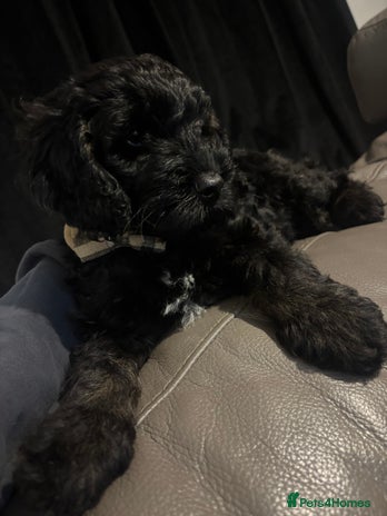 Cockapoo dogs - Advert 1