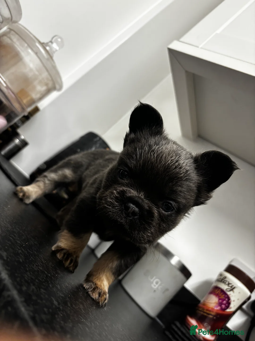 French Bulldog dogs for sale:  2 left 🇫🇷Fluffy french bulldog  - Advert 28