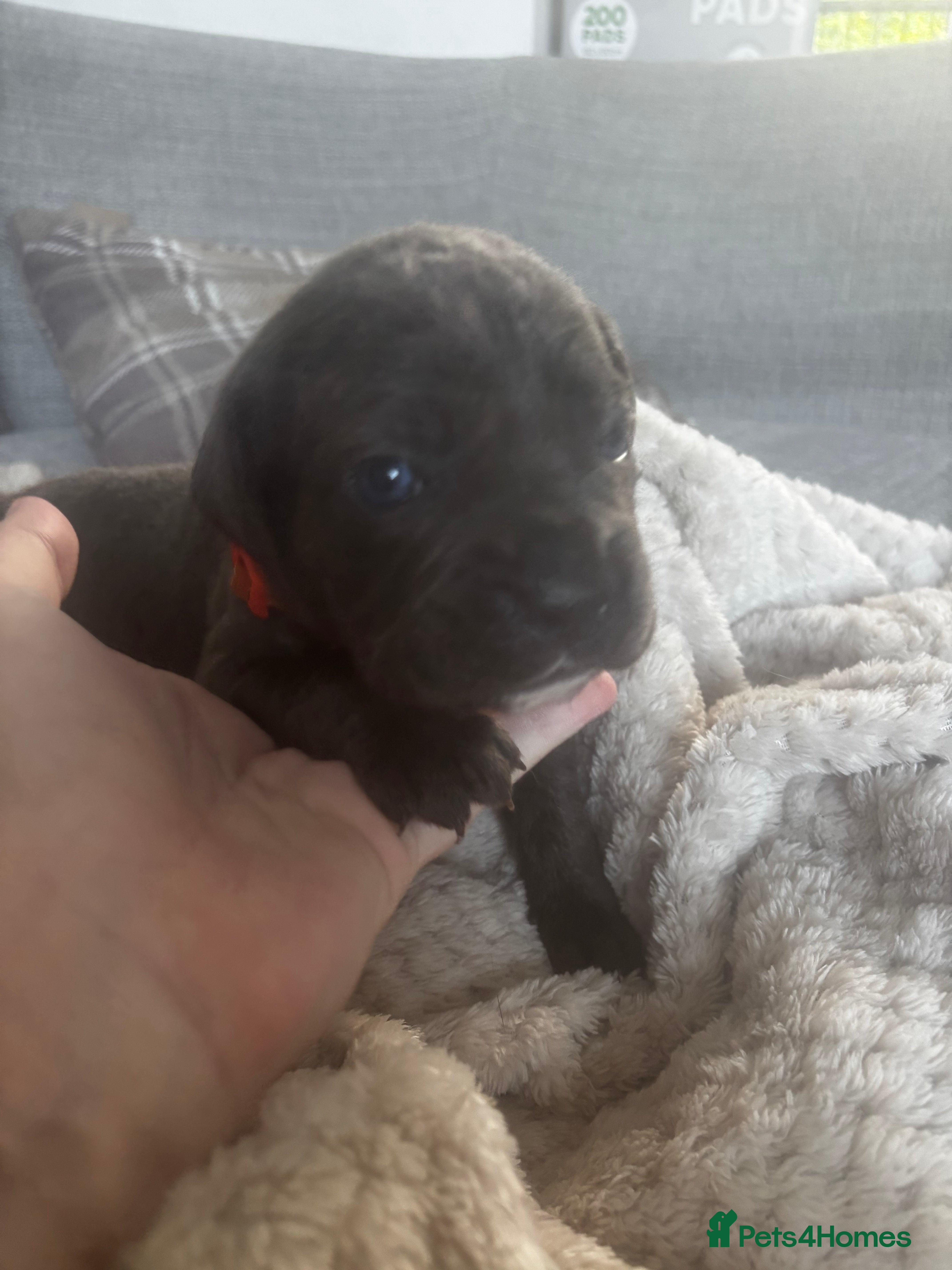 Cane Corso dogs 11 beautiful Cane Corso puppies Availabe - Advert 2