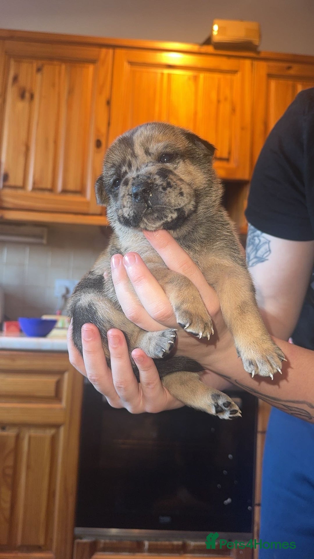 Mixed Breed dogs for sale: American bulldog / chowchow  - Advert 20