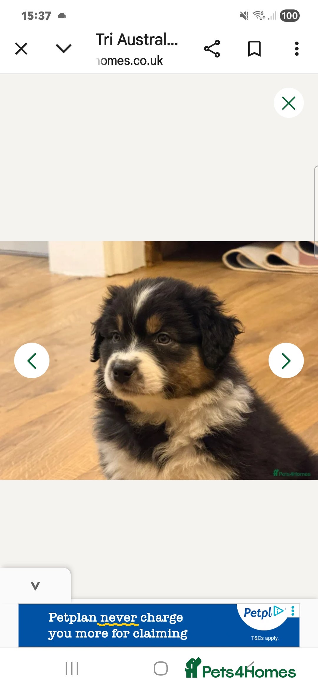 Australian Shepherd dogs Australian shepard - Advert 15