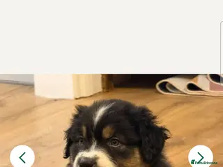 Australian Shepherd dogs Australian shepard - Advert 15