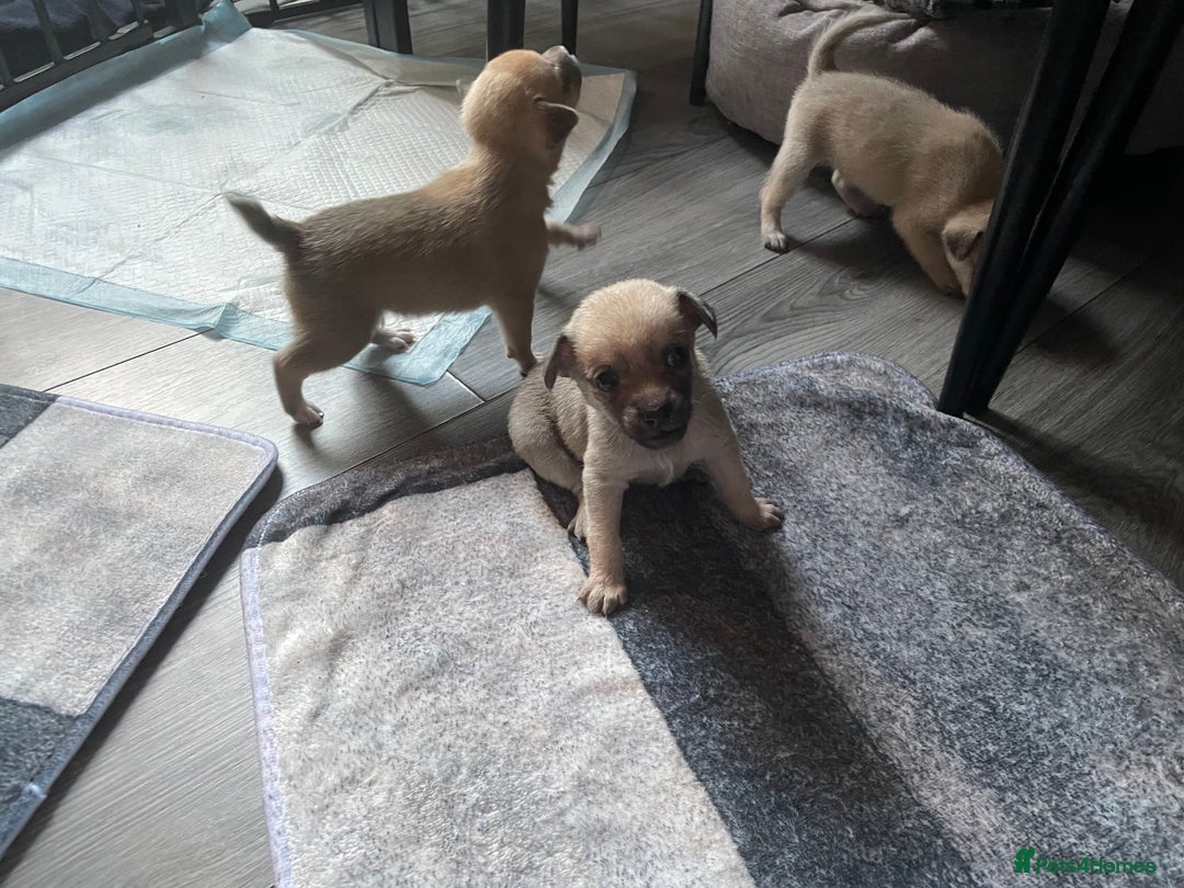 Miniature Pinscher dogs for sale: Miniature pinscher puppys - Advert 17